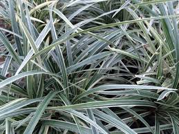 Aztec Grass