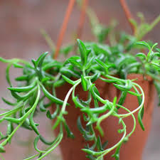 String Of Dolphins