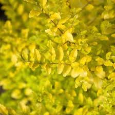 Sunshine Ligistrium