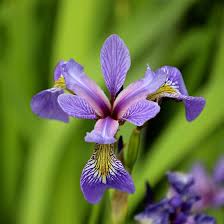 Blue Flag Iris