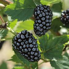 Natchez Blackberry