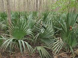 Dwarf Palmetto