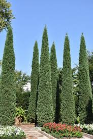 Taylor’s Juniper