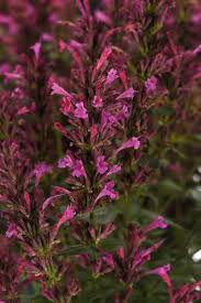 Summerlong Lilac Agastache