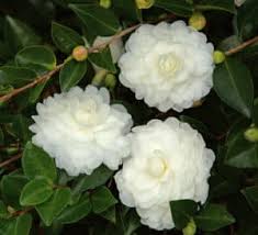 White Shi Shi Camellia