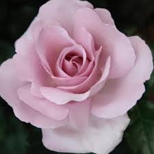 Le Petit Prince Rose