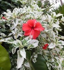 Snow Queen Hibiscus