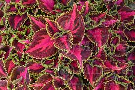 Main Street Ocean Drive Coleus