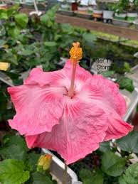 Fairy Ring Cajun Hibiscus