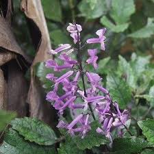 Mona Lavender Spur Flower