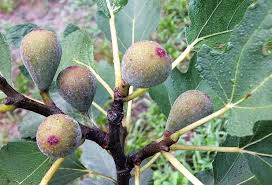 Native Black Fig