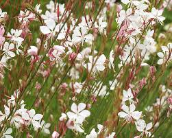 Whirling Butterflies Gaura