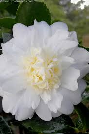 Winter Snowman Camellia