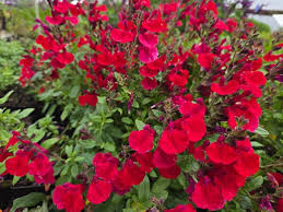 Mirage Cherry Red Salvia