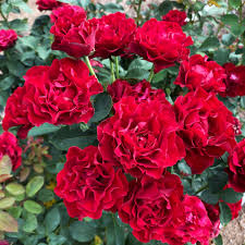 Dancing In The Dark Rose