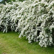 Reeves Bridal Wreath Spirea