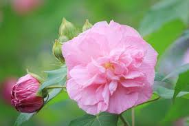 Confederate Rose