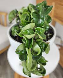Hindu Rope Hoya