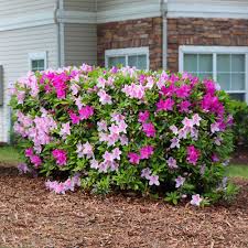 Conversation Piece Azaleas