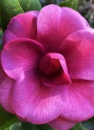 Purple Dawn Camellia