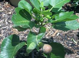 Improved Celeste Fig