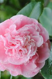 Debutante Camellia