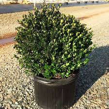 Compacta Holly