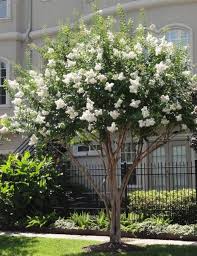 Acoma Crepe Myrtle