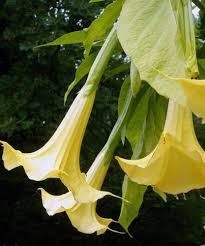 Yellow Angel Trumpet