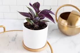 Persian Shield