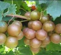 Albemarle Muscadine