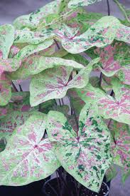 Seafoam Pink Caladium