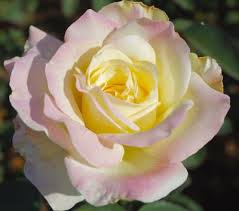 Garden Party Rose