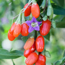 Goji Berry