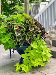 Sweet Potato Vine