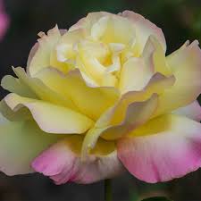 Garden Party Rose