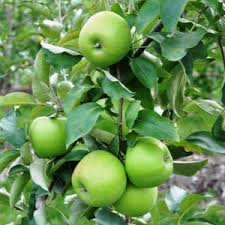 Granny Smith Apple