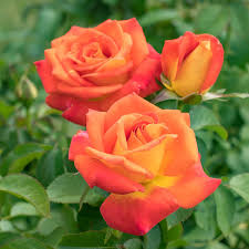 Chris Evert Rose