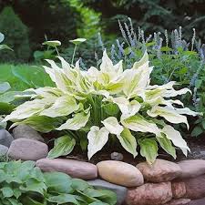 White Feather Hosta