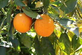 Washington Navel Orange