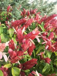 Red Shrimp Plant