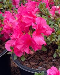 Lela Bell Azalea