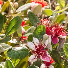 Pineapple Guava