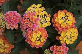 Bandana Peach Lantana