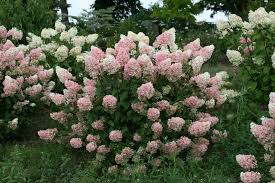 Strawberry Sundae Hydrangea