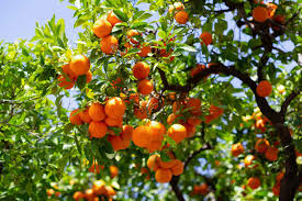 Owari Satsuma