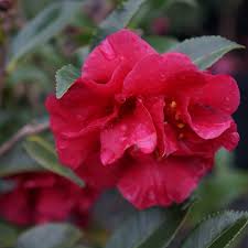 Reverend Ida Camellia