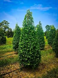 Savannah Holly