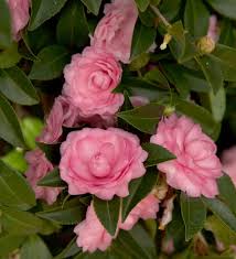 October Magic Pink Perplexion Camellia