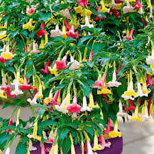 Tricolor Angel’s Trumpet
